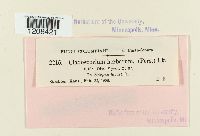 Cladosporium herbarum image