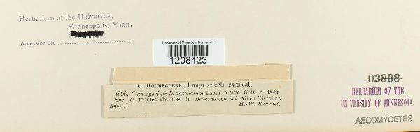 Cladosporium dracaenatum image