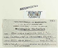 Claviceps purpurea image