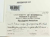 Claviceps purpurea image