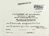 Claviceps purpurea image