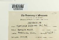 Claviceps purpurea image