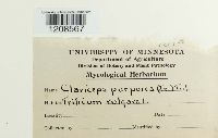 Claviceps purpurea image