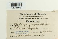 Claviceps purpurea image