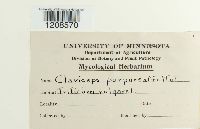 Claviceps purpurea image