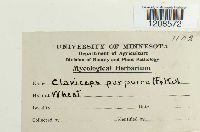 Claviceps purpurea image