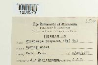 Claviceps purpurea image