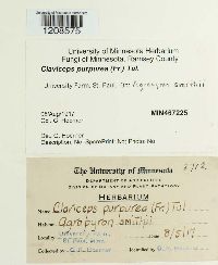 Claviceps purpurea image