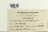 Claviceps purpurea image