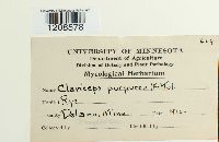 Claviceps purpurea image