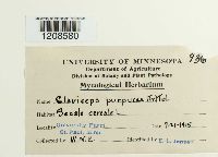 Claviceps purpurea image