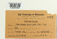 Claviceps purpurea image