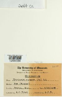 Claviceps purpurea image