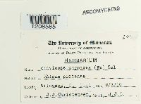 Claviceps purpurea image