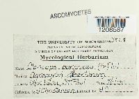 Claviceps purpurea image