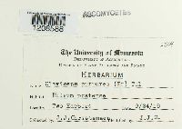 Claviceps purpurea image