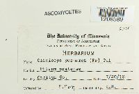 Claviceps purpurea image