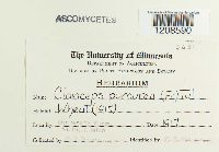 Claviceps purpurea image