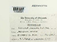 Claviceps purpurea image