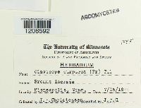 Claviceps purpurea image