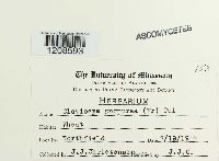 Claviceps purpurea image