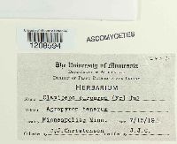 Claviceps purpurea image