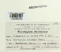 Claviceps purpurea image