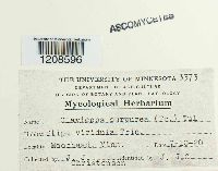 Claviceps purpurea image