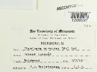 Claviceps purpurea image