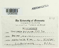 Claviceps purpurea image