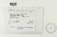 Claviceps purpurea image