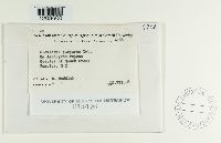 Claviceps purpurea image