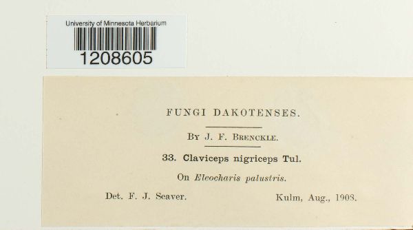 Claviceps nigriceps image