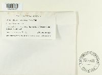 Claviceps purpurea image