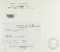 Claviceps purpurea image