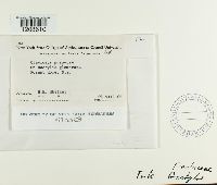 Claviceps purpurea image