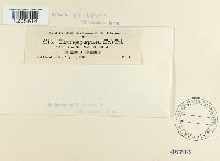 Claviceps purpurea image