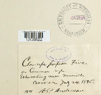 Claviceps purpurea image