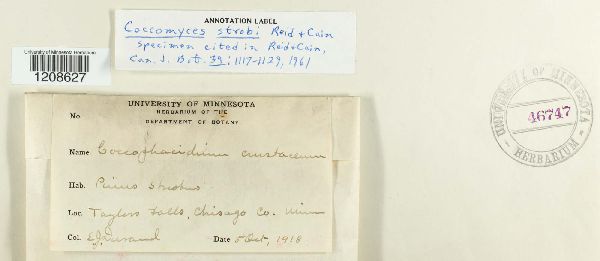 Coccomyces strobi image