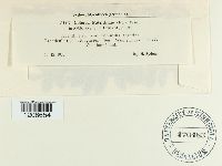Venturia potentillae image