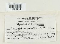 Colletotrichum coccodes image