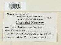 Colletotrichum coccodes image