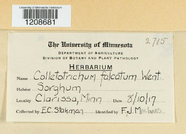 Glomerella tucumanensis image