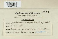 Colletotrichum lagenarium image