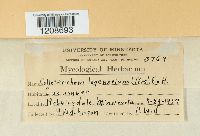 Colletotrichum lagenarium image