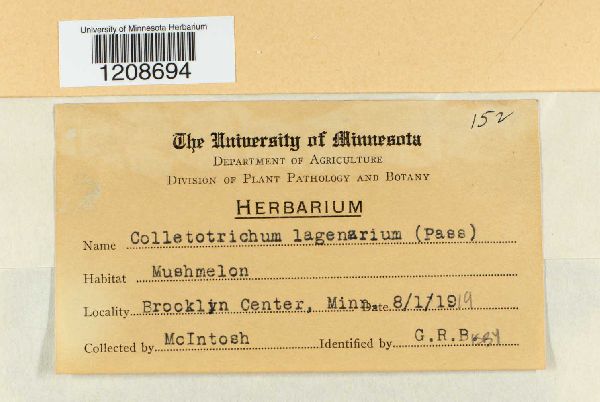 Colletotrichum lagenarium image