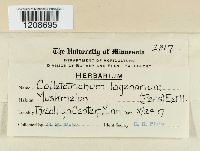 Colletotrichum lagenarium image