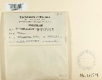 Colletotrichum lindemuthianum image