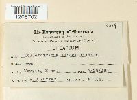 Colletotrichum lindemuthianum image