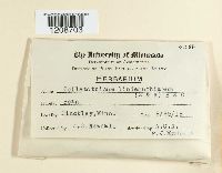 Colletotrichum lindemuthianum image